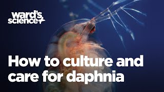 Caring and Culturing for Daphnia [upl. by Darya]