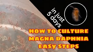 How to Culture Magna Daphnia Easily [upl. by Trixie433]