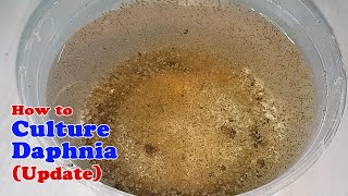 How to Culture Daphnia Update with ZERO Cost  Unlimited Live Food for Our Fish [upl. by How73]