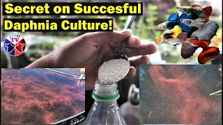 How to Culture Daphnia Successfully [upl. by Esalb]