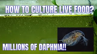 How to Culture Daphnia Secret Method to Breed MILLIONS  Simply Aquatic [upl. by Tadd841]