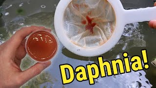 How I Culture Daphnia In Outdoor Tubs [upl. by Ariday]