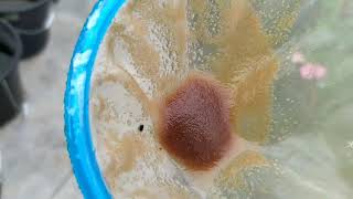 How to culture daphnia moina in a small container Part 1 English Subtitle [upl. by Ray691]