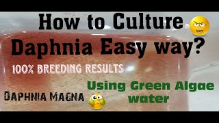 Daphnia MagnaHow to Culture Daphnia Easy wayCulturing Daphnia using Green water Daphnia [upl. by Gurango]