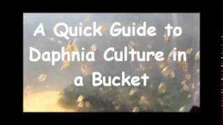 How to culture daphnia outside [upl. by Vassell]