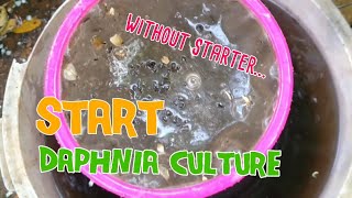 How to culture daphnia moina the easy way 1  Starting the Daphnia culture [upl. by Torhert]