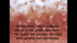 Daphnia  How to grow daphnia in your home [upl. by Atnuhs95]