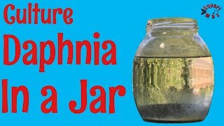 How to Culture Daphnia in a Jar [upl. by Ladonna78]