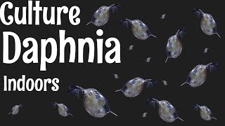 How to Culture Daphnia [upl. by Griggs]