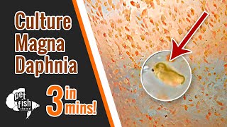 How to culture DAPHNIA MAGNA  The easy way [upl. by Sillaw]