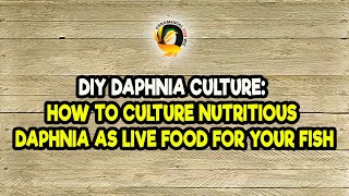 DIY Daphnia Culture How to Culture Nutritious Daphnia as Live Food for Your Fish [upl. by Miru]