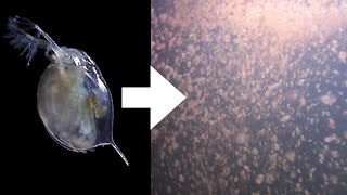 How I Culture Daphnia [upl. by Arrat]