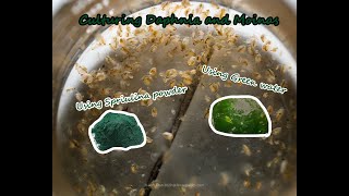 How To Culture Daphnia and Moinas using Green Water Spirulina powder [upl. by Bel843]