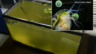 Raising Daphnia for the Freshwater Aquarium [upl. by Laetitia]