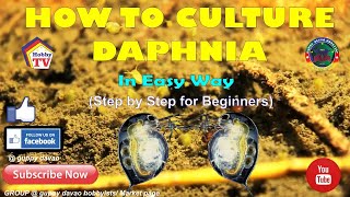 HOW TO CULTURE DAPHNIA In Easy Way [upl. by Sy562]